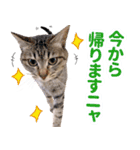 AIじゃないリアルな猫 日常生活（個別スタンプ：11）