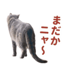 AIじゃないリアルな猫 日常生活（個別スタンプ：12）