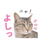 AIじゃないリアルな猫 日常生活（個別スタンプ：13）