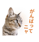 AIじゃないリアルな猫 日常生活（個別スタンプ：14）