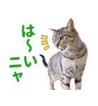 AIじゃないリアルな猫 日常生活（個別スタンプ：15）
