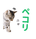 AIじゃないリアルな猫 日常生活（個別スタンプ：16）