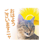 AIじゃないリアルな猫 日常生活（個別スタンプ：17）