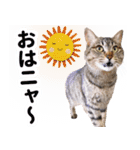 AIじゃないリアルな猫 日常生活（個別スタンプ：18）