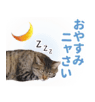 AIじゃないリアルな猫 日常生活（個別スタンプ：20）