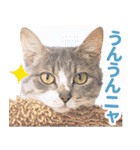 AIじゃないリアルな猫 日常生活（個別スタンプ：21）