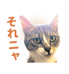 AIじゃないリアルな猫 日常生活（個別スタンプ：22）