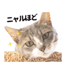 AIじゃないリアルな猫 日常生活（個別スタンプ：23）