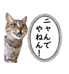 AIじゃないリアルな猫 日常生活（個別スタンプ：24）