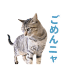 AIじゃないリアルな猫 日常生活（個別スタンプ：25）