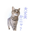 AIじゃないリアルな猫 日常生活（個別スタンプ：26）