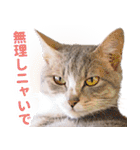 AIじゃないリアルな猫 日常生活（個別スタンプ：27）