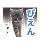 AIじゃないリアルな猫 日常生活（個別スタンプ：28）