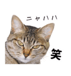 AIじゃないリアルな猫 日常生活（個別スタンプ：29）