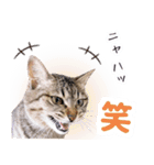 AIじゃないリアルな猫 日常生活（個別スタンプ：30）