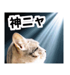 AIじゃないリアルな猫 日常生活（個別スタンプ：31）