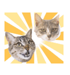AIじゃないリアルな猫 日常生活（個別スタンプ：32）