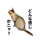 AIじゃないリアルな猫 日常生活（個別スタンプ：33）