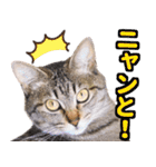AIじゃないリアルな猫 日常生活（個別スタンプ：34）
