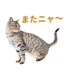 AIじゃないリアルな猫 日常生活（個別スタンプ：35）