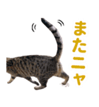 AIじゃないリアルな猫 日常生活（個別スタンプ：36）