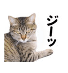 AIじゃないリアルな猫 日常生活（個別スタンプ：37）
