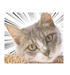 AIじゃないリアルな猫 日常生活（個別スタンプ：38）