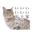 AIじゃないリアルな猫 日常生活（個別スタンプ：40）