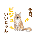 気持ち伝わる♡メインクーンのひとこと（個別スタンプ：2）
