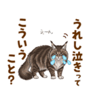 気持ち伝わる♡メインクーンのひとこと（個別スタンプ：7）