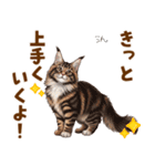 気持ち伝わる♡メインクーンのひとこと（個別スタンプ：19）