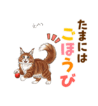 気持ち伝わる♡メインクーンのひとこと（個別スタンプ：20）