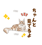 気持ち伝わる♡メインクーンのひとこと（個別スタンプ：21）
