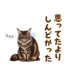 気持ち伝わる♡メインクーンのひとこと（個別スタンプ：22）