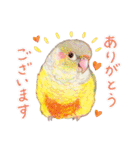 aoamoインコの敬語3（個別スタンプ：1）