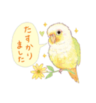 aoamoインコの敬語3（個別スタンプ：3）