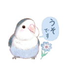 aoamoインコの敬語3（個別スタンプ：6）