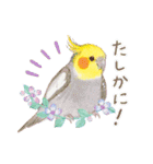 aoamoインコの敬語3（個別スタンプ：23）