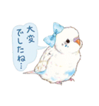 aoamoインコの敬語3（個別スタンプ：27）