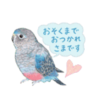 aoamoインコの敬語3（個別スタンプ：30）