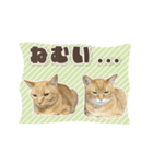 にゃんにゃんずのアニメスタンプ（個別スタンプ：1）