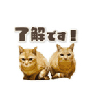 にゃんにゃんずのアニメスタンプ（個別スタンプ：4）