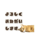 にゃんにゃんずのアニメスタンプ（個別スタンプ：6）