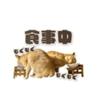 にゃんにゃんずのアニメスタンプ（個別スタンプ：9）