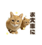 にゃんにゃんずのアニメスタンプ（個別スタンプ：10）