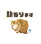 にゃんにゃんずのアニメスタンプ（個別スタンプ：15）