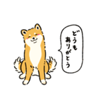 今日も柴犬が可愛い5 -赤柴-（個別スタンプ：1）