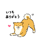 今日も柴犬が可愛い5 -赤柴-（個別スタンプ：2）