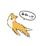 今日も柴犬が可愛い5 -赤柴-（個別スタンプ：3）