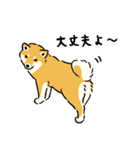 今日も柴犬が可愛い5 -赤柴-（個別スタンプ：8）